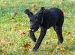 Sadie Plays at the Park!